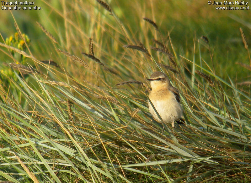 Traquet motteux, identification