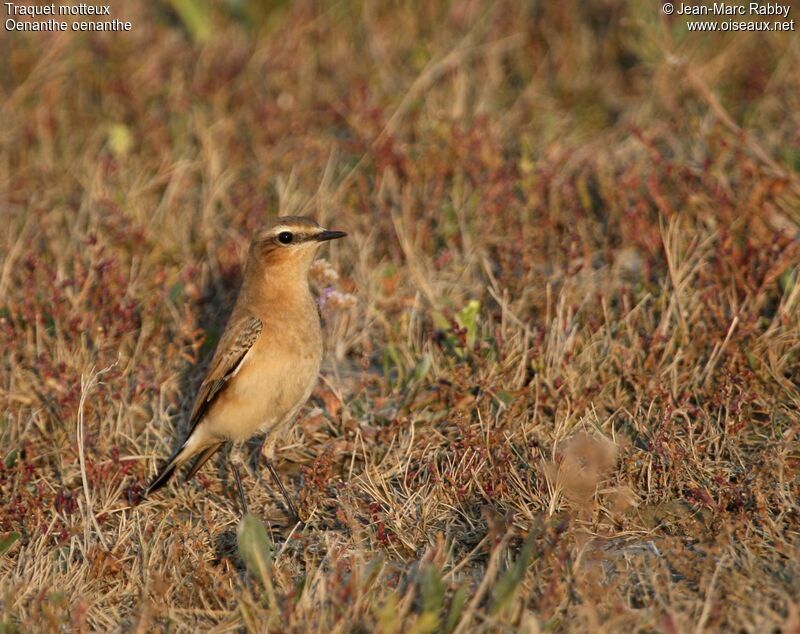 Traquet motteux, identification