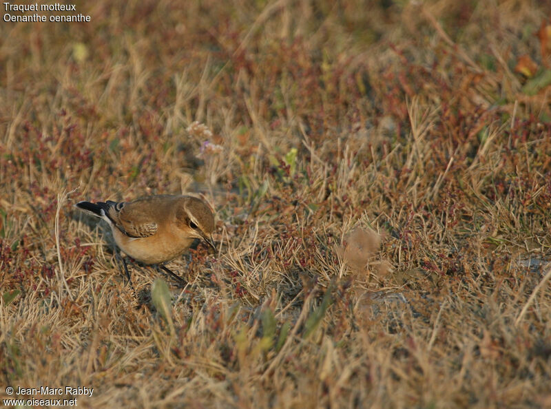 Traquet motteux, identification