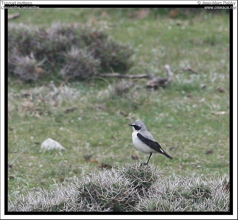 Northern Wheatear male, identification