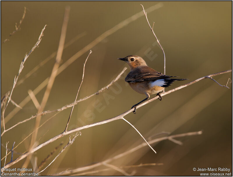 Northern Wheatear, identification