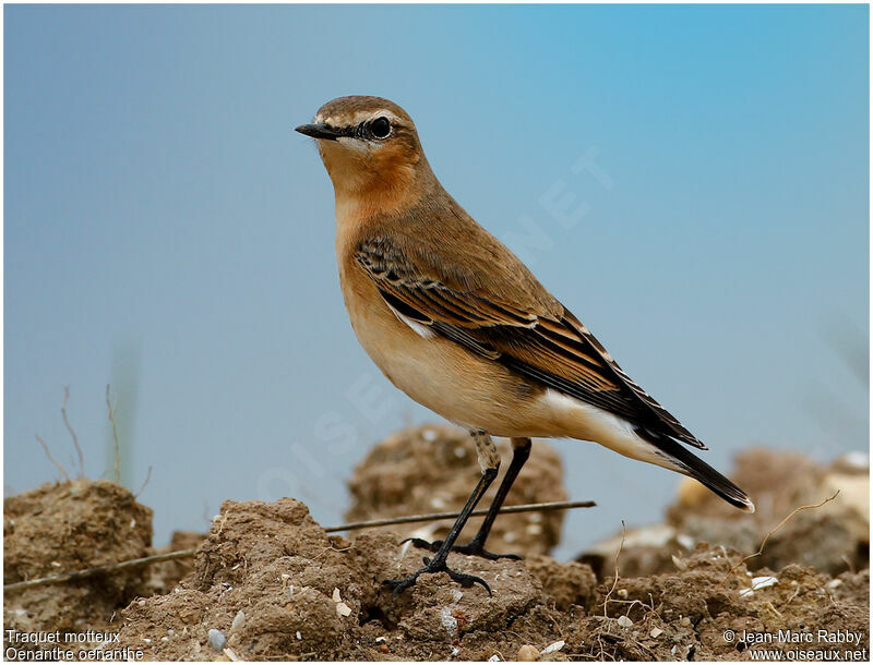 Traquet motteux, identification