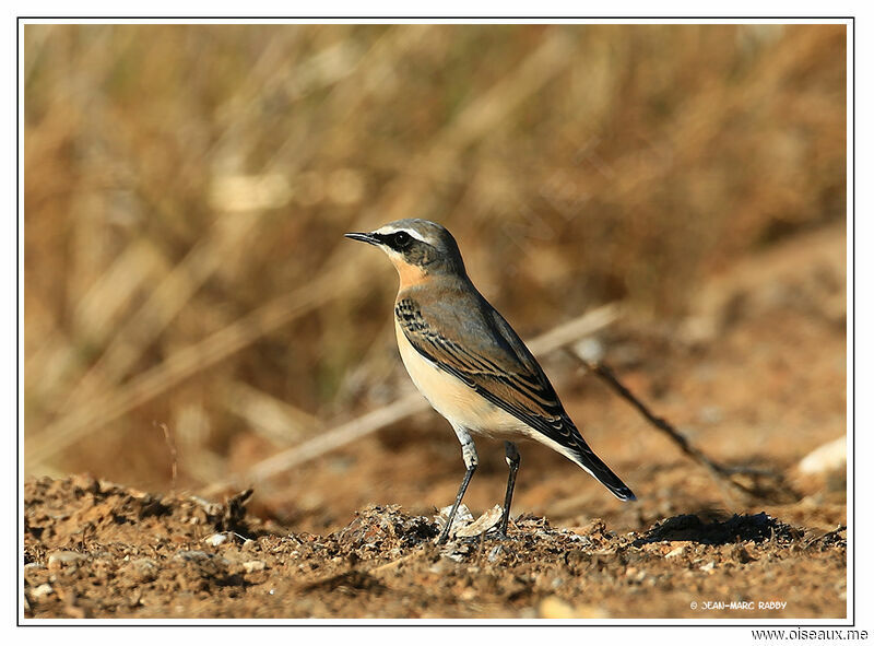 Northern Wheatear, identification