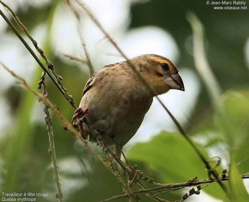 Red-headed Quelea