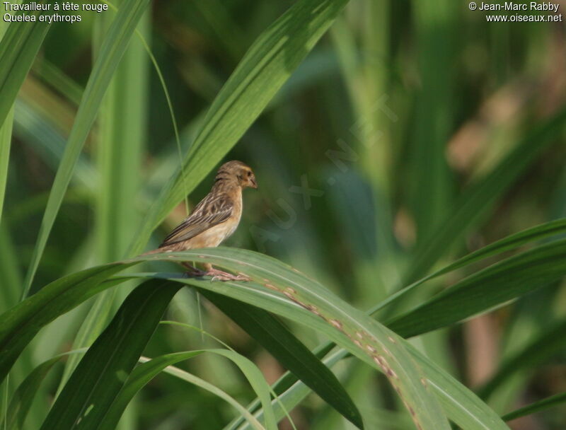 Red-headed Quelea