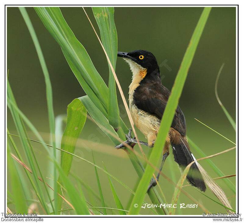 Black-capped Donacobius, identification