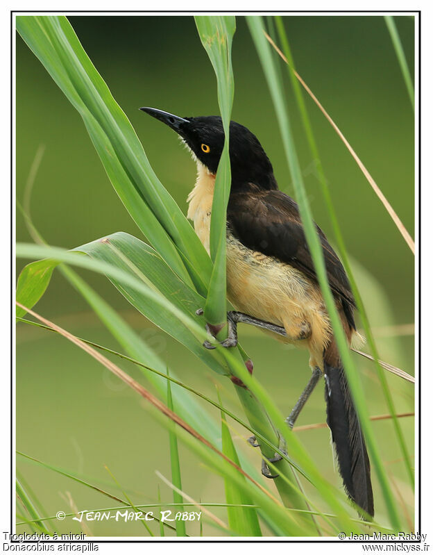 Black-capped Donacobius, identification