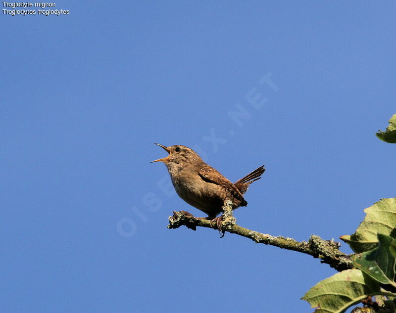 Eurasian Wren, identification