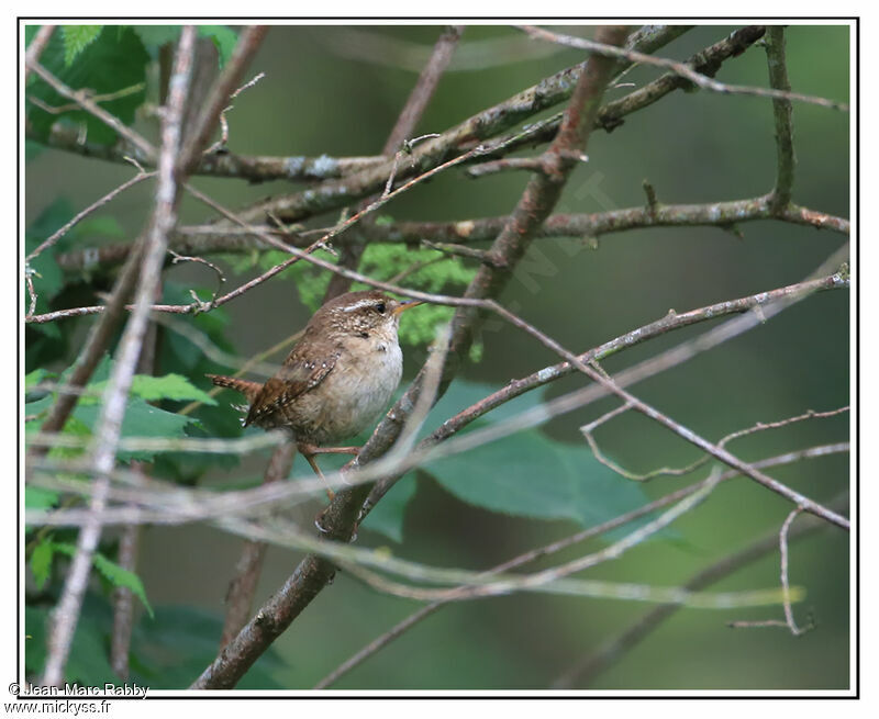 Eurasian Wren, identification