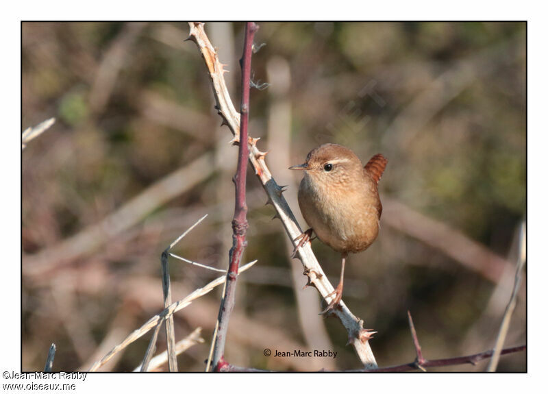 Eurasian Wren, identification