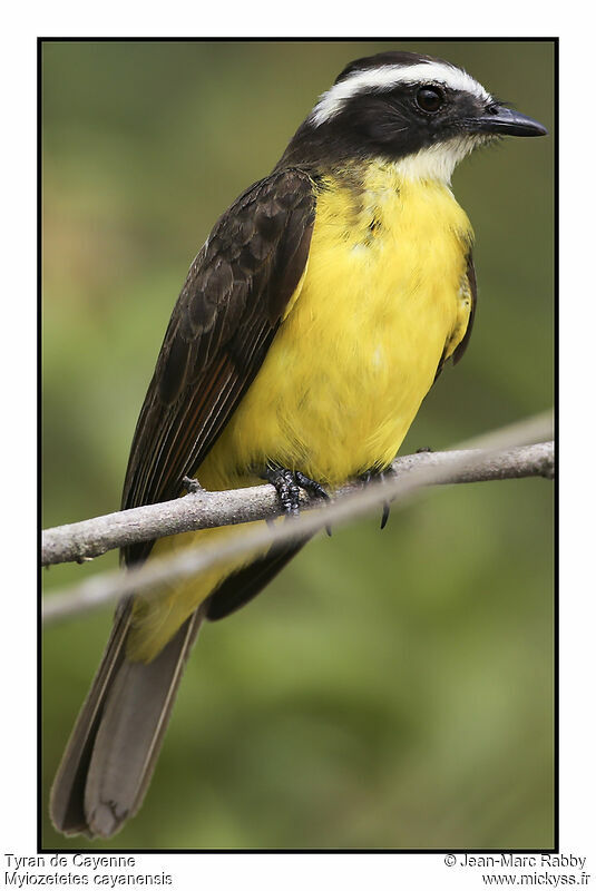 Rusty-margined Flycatcher, identification