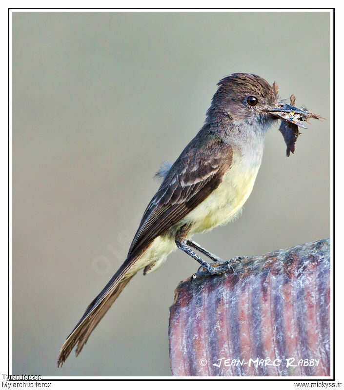 Short-crested Flycatcher, identification