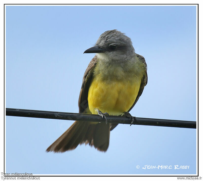 Tropical Kingbird, identification