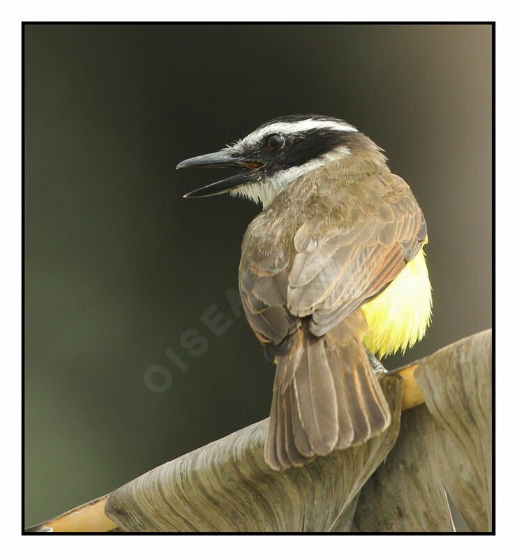 Great Kiskadee, identification