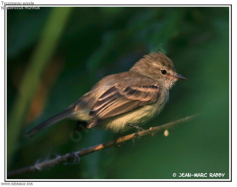 Southern Mouse-colored Tyrannulet, identification