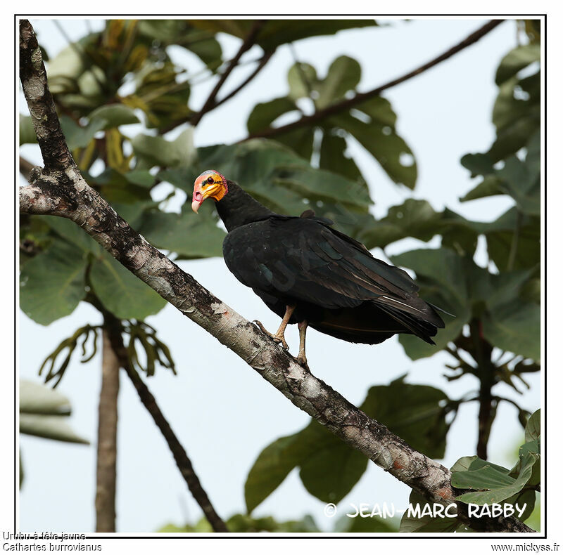 Lesser Yellow-headed Vulture, identification