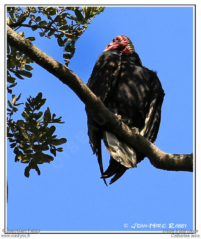 Urubu à tête rouge, identification