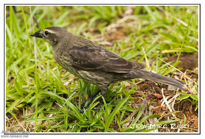 Shiny Cowbird female juvenile, pigmentation