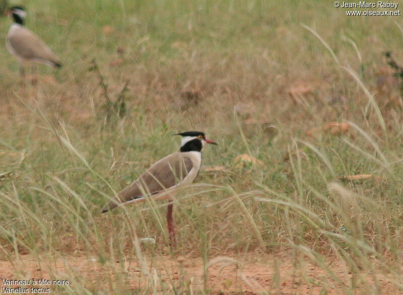 Vanneau à tête noire, identification