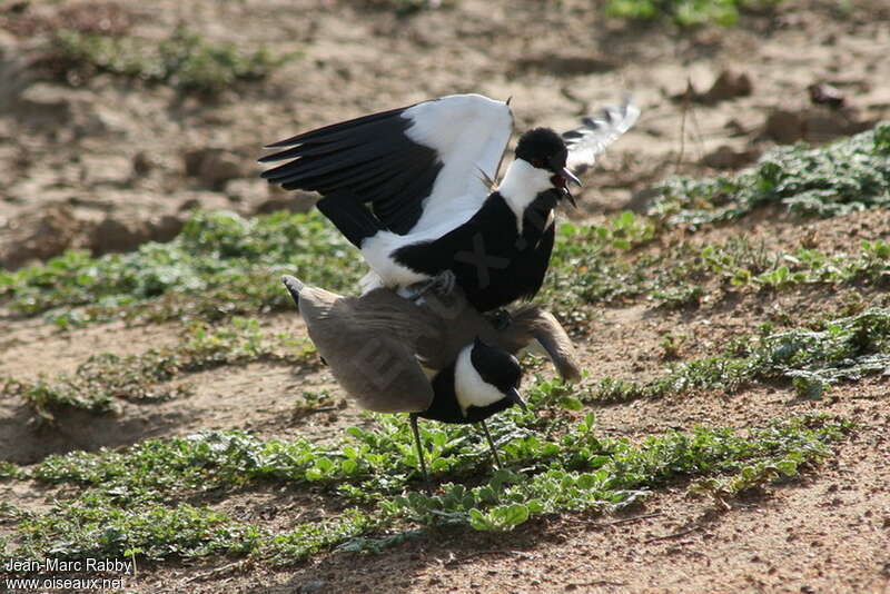 Spur-winged Lapwingadult breeding, mating.