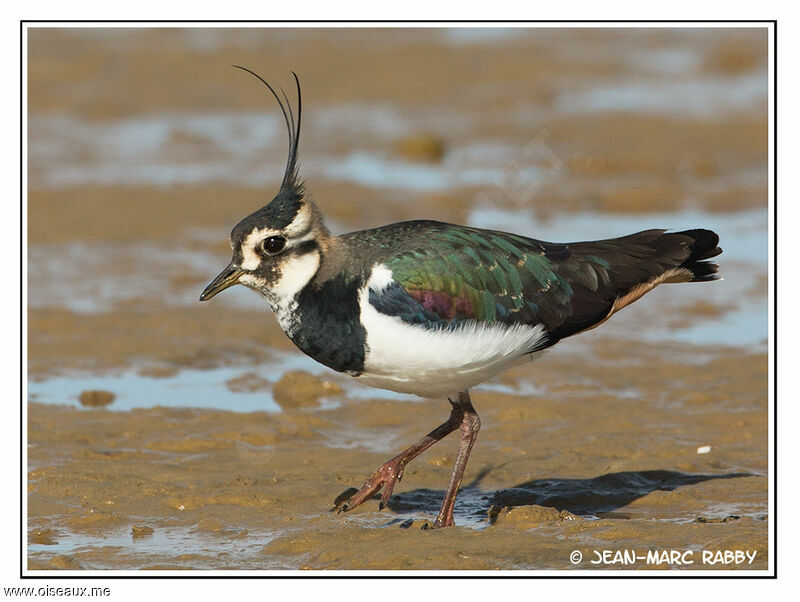 Northern Lapwing, identification