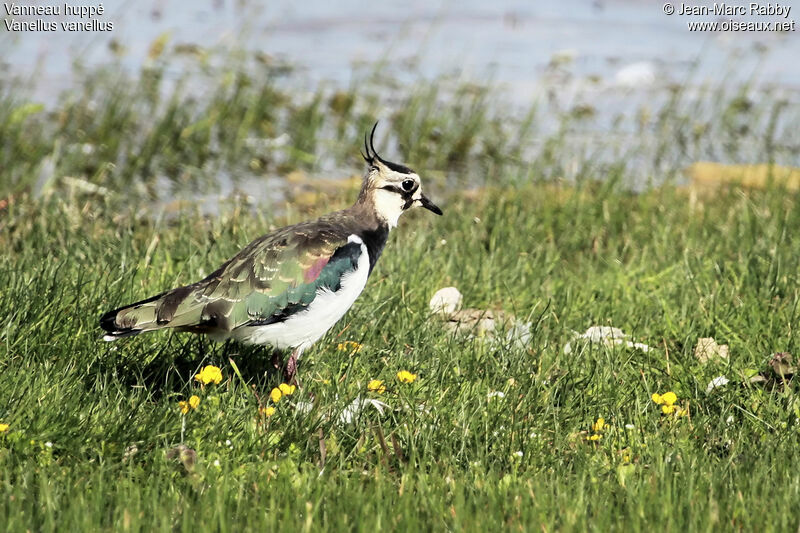 Northern Lapwing, identification