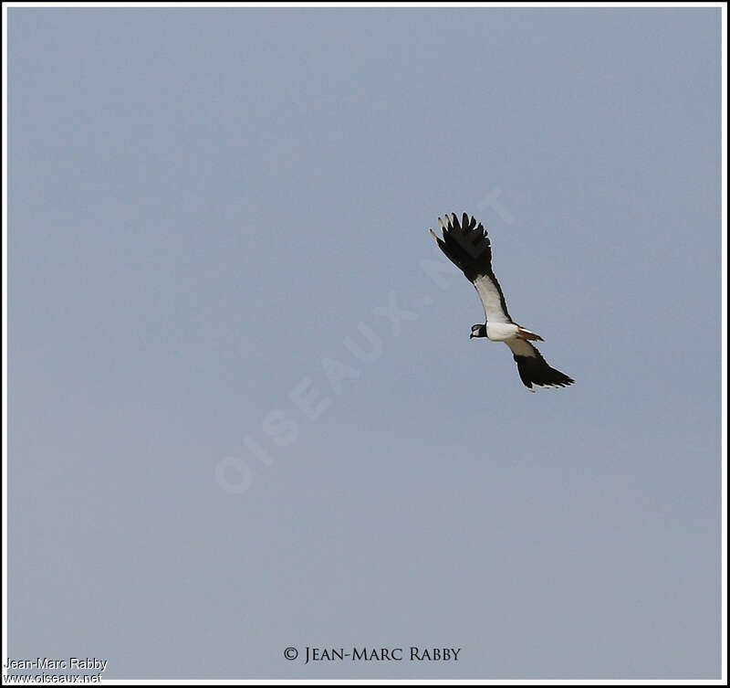 Northern Lapwingadult, Flight