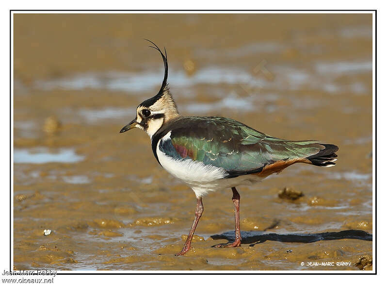 Vanneau huppé mâle adulte, identification