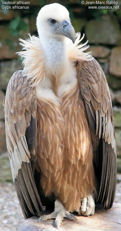 Vautour africain, identification