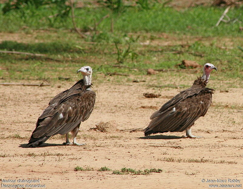 Vautour charognard, identification