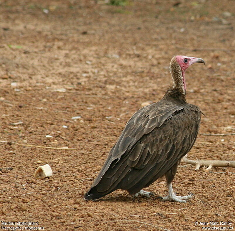 Hooded Vulture, identification