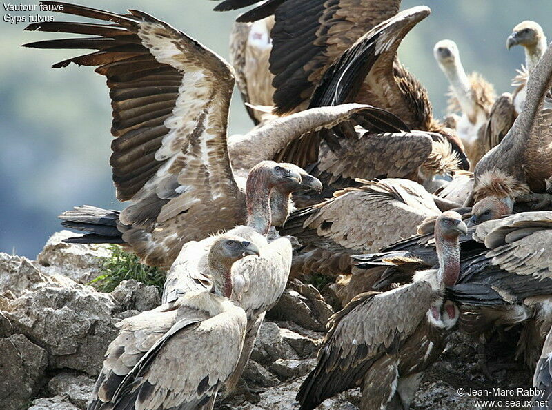 Griffon Vulture, identification