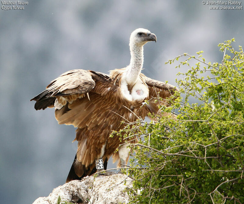 Vautour fauve, identification