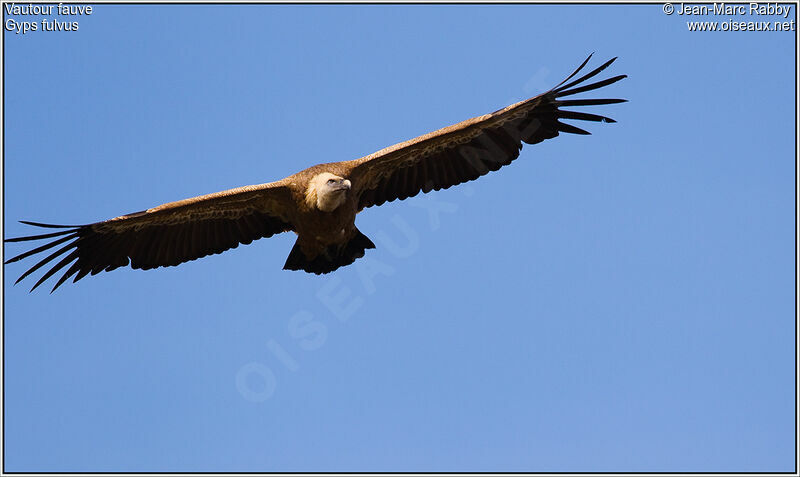 Vautour fauve, Vol