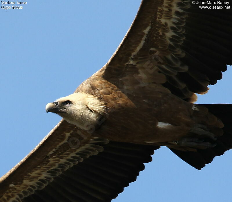 Griffon Vulture, Flight