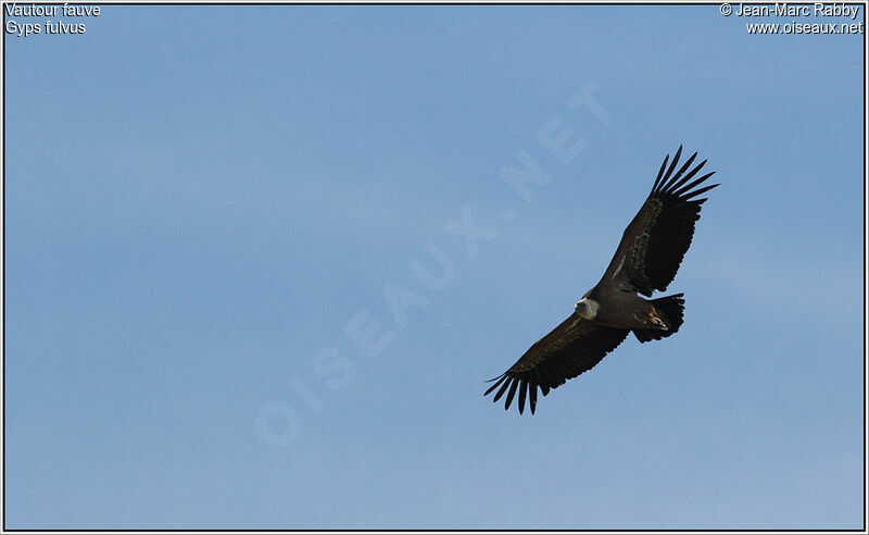 Griffon Vulture, Flight