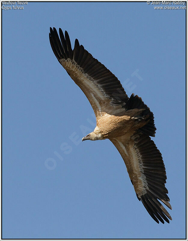 Griffon Vulture, Flight