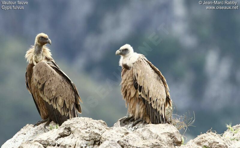 Griffon Vultureadult, identification