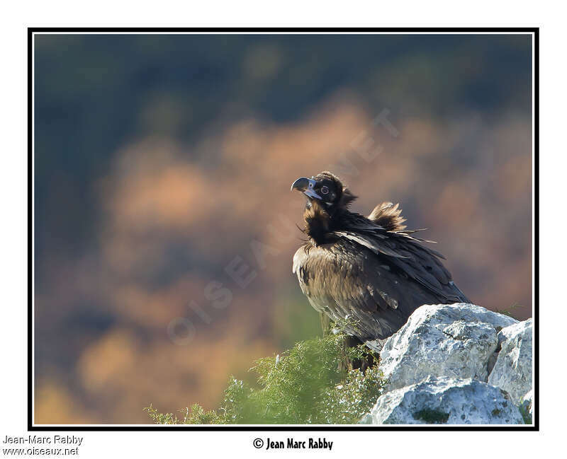 Cinereous Vultureadult, Behaviour