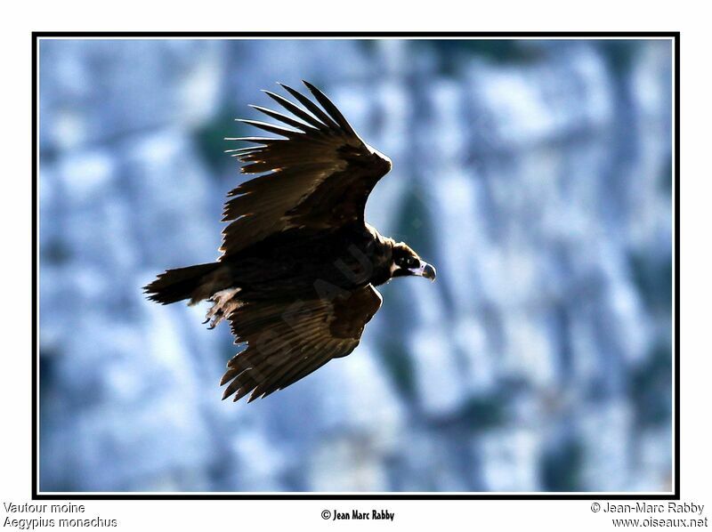 Cinereous Vulture, Flight