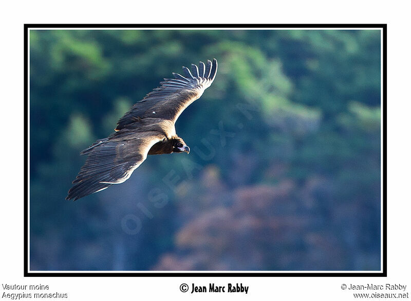 Cinereous Vulture, Flight