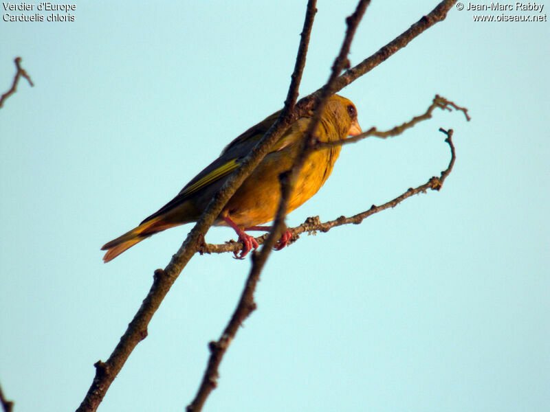 European Greenfinch, identification