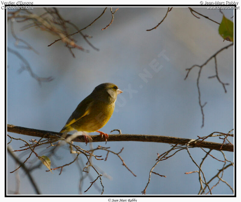 Verdier d'Europe, identification