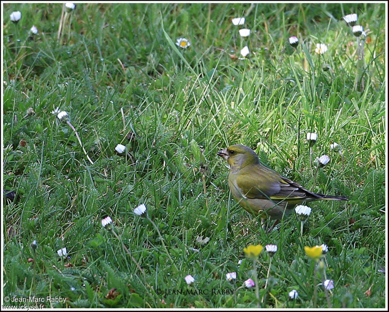 European Greenfinch, identification