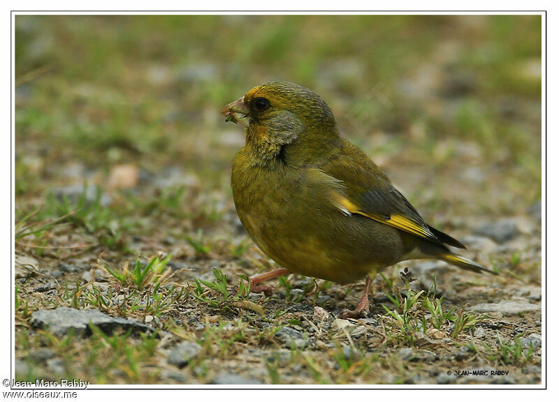 European Greenfinch, identification