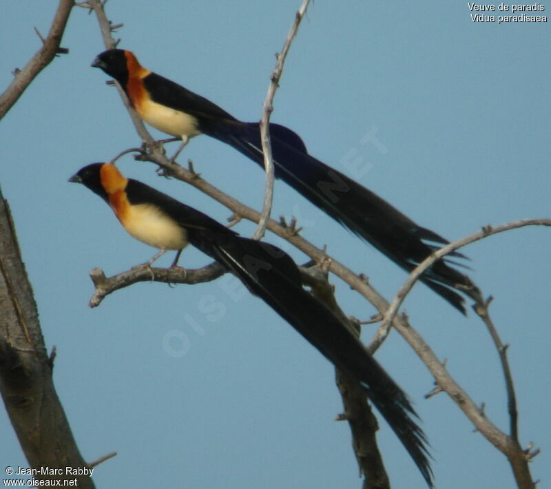 Long-tailed Paradise Whydah, identification