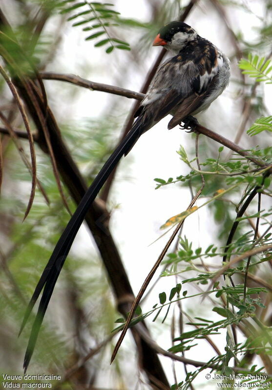 Pin-tailed Whydah, identification