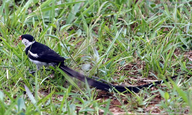 Veuve dominicaine mâle, identification