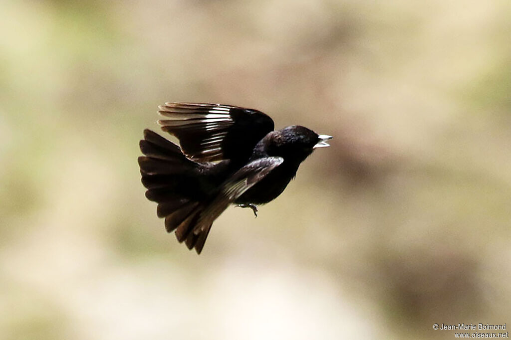 Ada à ailes blanches