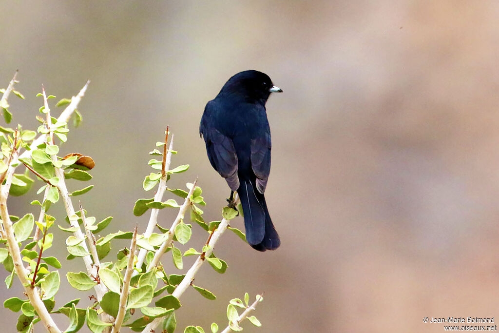 Ada à ailes blanches